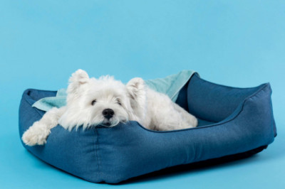 Beyond Basic: Innovative Bed Designs for the Modern Pet