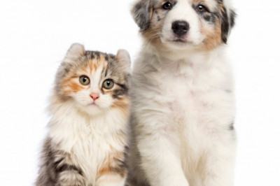 Choosing the Right Flea and Tick Solution for Your Pet's Lifestyle